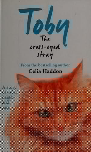 Toby the cross-eyed stray