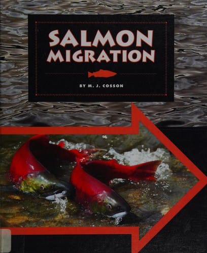 Salmon migration