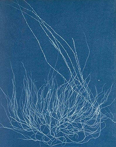 New Realities: Photography in the 19th Century