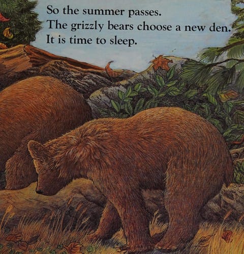Grizzly bear