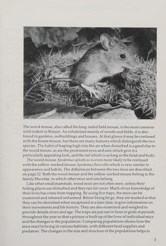 Wood Mice and Yellow Necked Mice (Mammal Society S.)