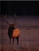 The Smithsonian book of North American mammals