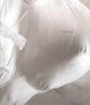 Max Streicher: mammatus