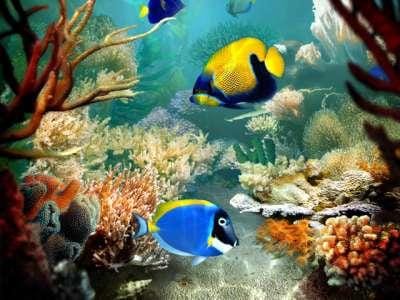 Tropical fish identifier.