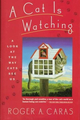 A Cat Is Watching: A Look at the Way Cats See Us