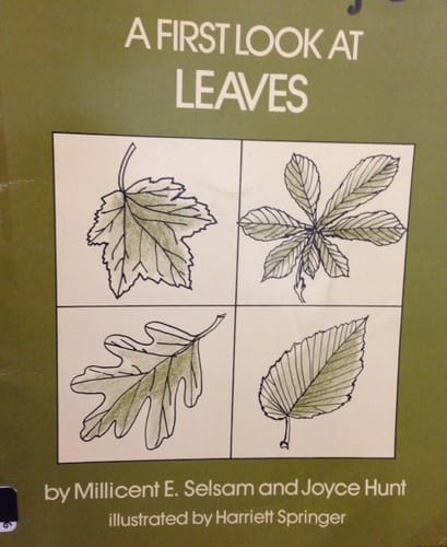 A first look at leaves