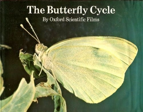 The Butterfly cycle