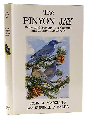 The pinyon jay: behavioral ecology of a colonial and cooperative corvid