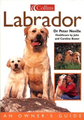 Labrador: An Owner's Guide