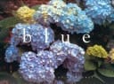 Blue Garden: Notecards