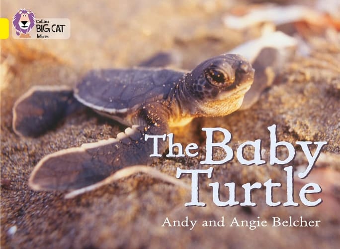 The Baby Turtle (Collins Big Cat)