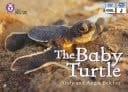 Collins Big Cat - the Baby Turtle: Band 03/Yellow