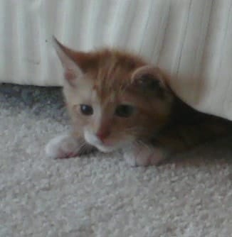 Reading 2000 Storytime: Storytime Greens 3: Bagbucket and Rags (Reading 2000 Storytime)