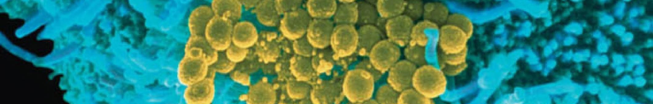 Medical Microbiology, 24th edition