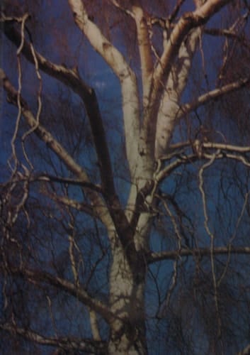 Trees and Bushes of Europe