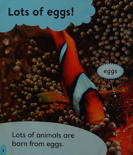 Eggs