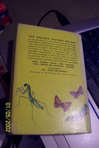 Insects