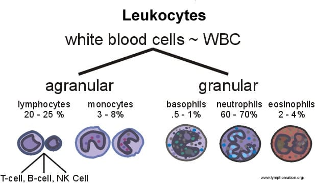 Atlas of Haematology