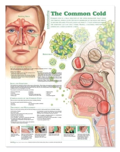 Understanding the Common Cold