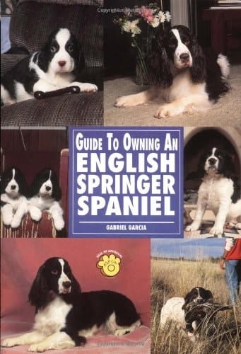 Guide to Owning an English Springer Spaniel