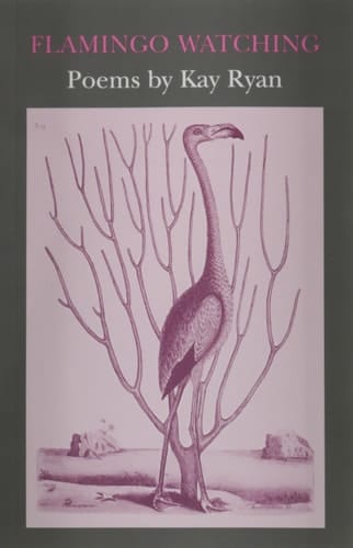 Flamingo Watching