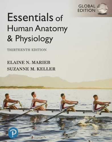 Essentials of Human Anatomy & Physiology
