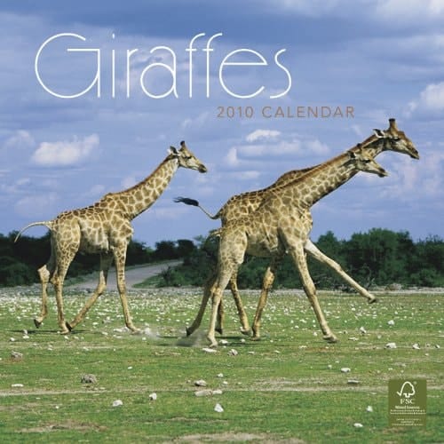 Giraffes 2010 Square Wall