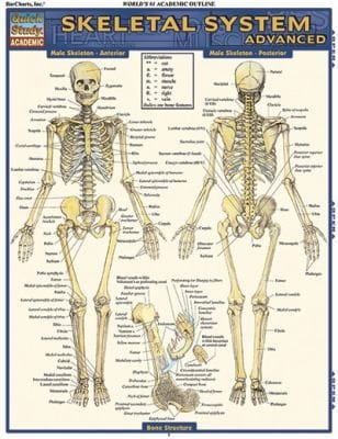 Skeletal System
            
                Quick Study Academic