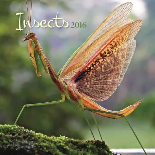 Insects 2016 Calendar
