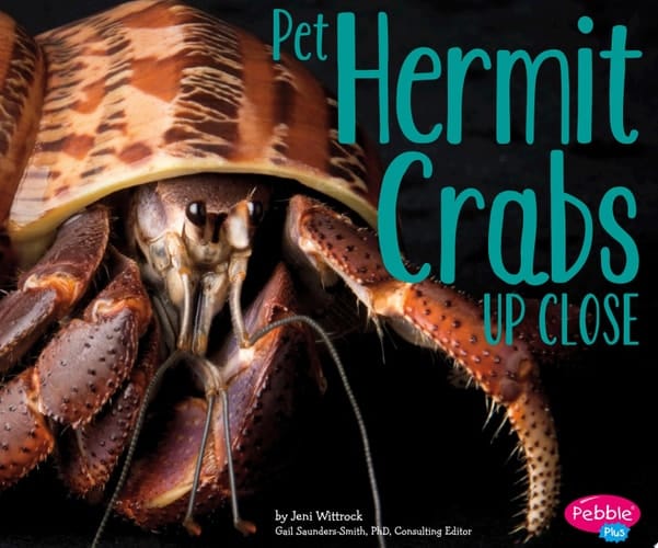 Pet Hermit Crabs Up Close