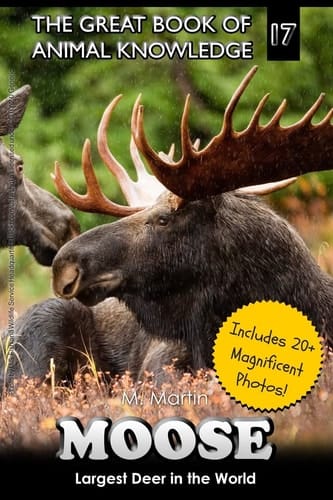 Moose Largest Deer in the World (includes 20+ Magnificent Photos!)