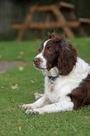 English Springer Spaniel Laying Down, for the Love of Dogs Blank 150 Page Lined Journal for Your Thoughts, Ideas, and Inspiration