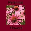 Perennial Flowers Perennial Flower Types for Your Garden