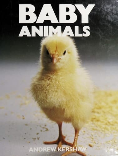 Baby Animals