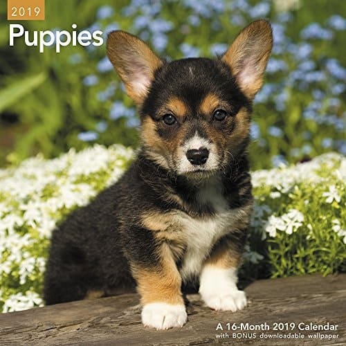 Puppies Wall Calendar (2019)