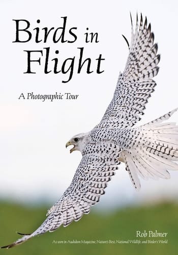 Birds in Flight A Visual Essay