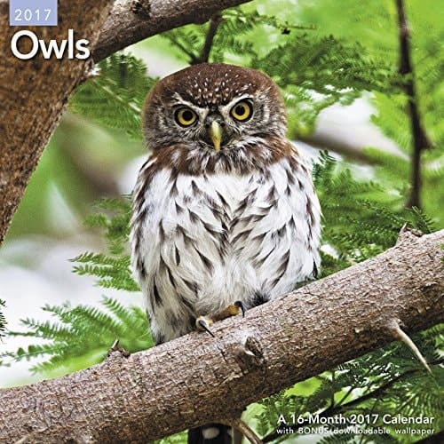 Owls Wall Calendar (2017)