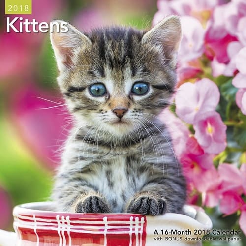 2018 Kittens Wall Calendar (Mead)