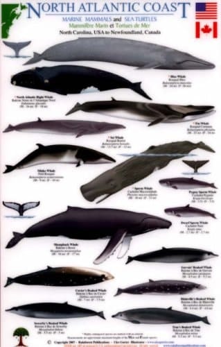 North Atlantic Coast: Marine Mammals and Sea Turtles North Carolina, USA to Newfoundland, Canada