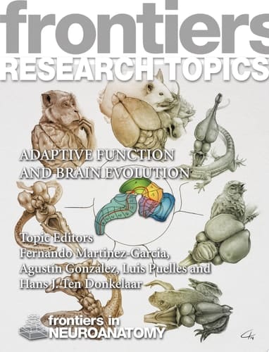Adaptive Function and Brain Evolution