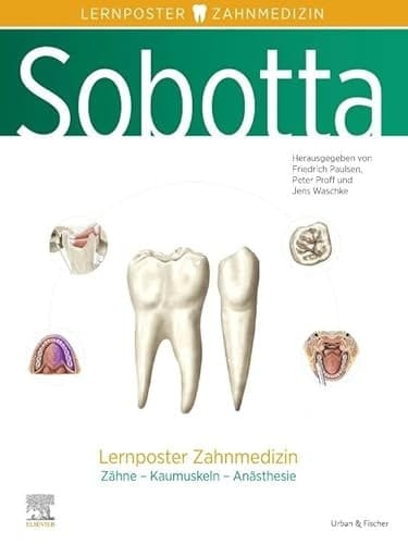Lernposter Zahnmedizin Zähne - Kaumuskeln - Anästhesie