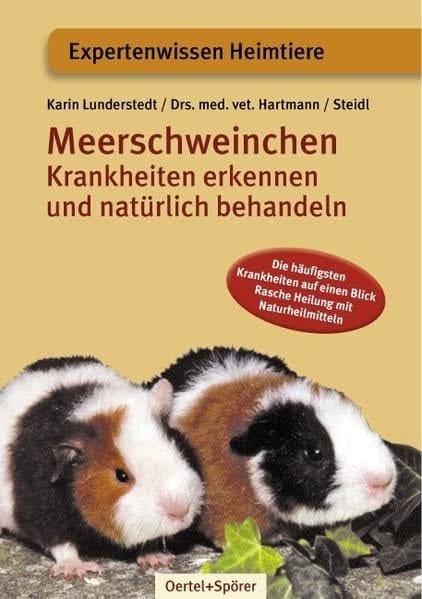 Meerschweinchen Krankheiten erkennen und natürlich behandeln