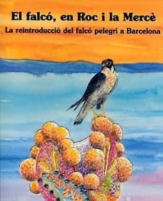 El Falcó, en Roc I la Mercè La Reintroducció Del Falcó Pelegrí a Barcelona