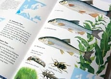 Freshwater Fish