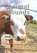 ANIMAL SOUNDS(LEVELED READER PC 12)(Paperback)