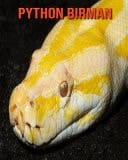Python Birman Recueil pour Enfants de Belles Images & d'Informations Intéressantes Concernant les Python Birman
