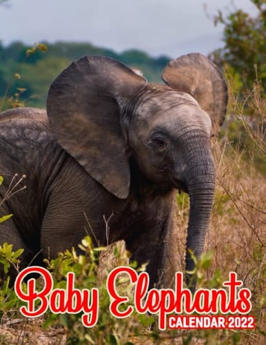Baby Elephants Calendar 2022: 2022 calendar animals-animal wildlife calendar - Mini Planner 12 Months 2022 BONUS 4 Months 2021 Calendario Calendrier