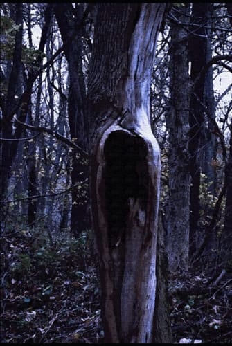 A Scorpion's Labyrinth: The Collected Short Horror of Amanda M. Lyons