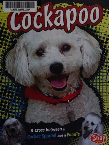 Cockapoo