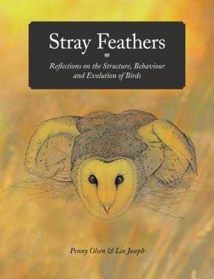 Stray feathers